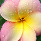 Tropical and Beachy portfolio